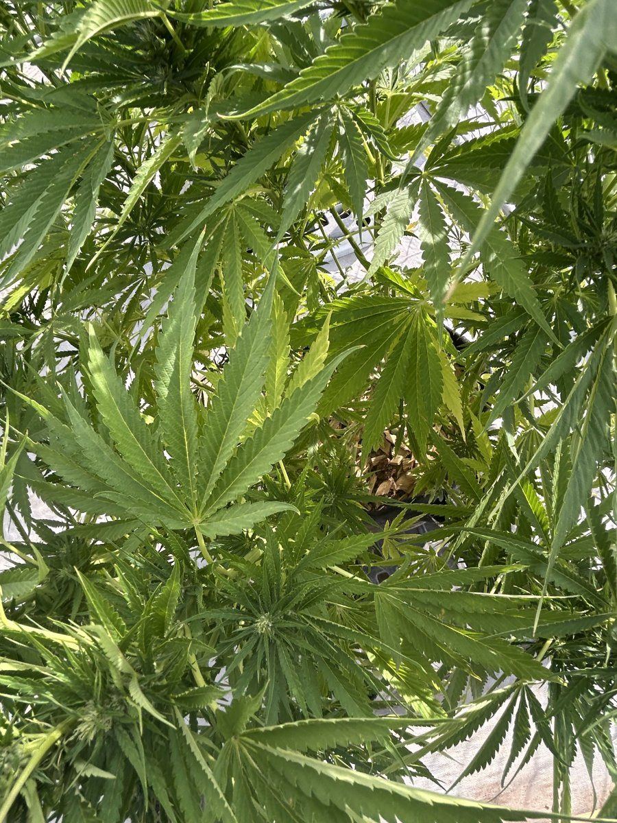 Whats wrong with my ladies 9