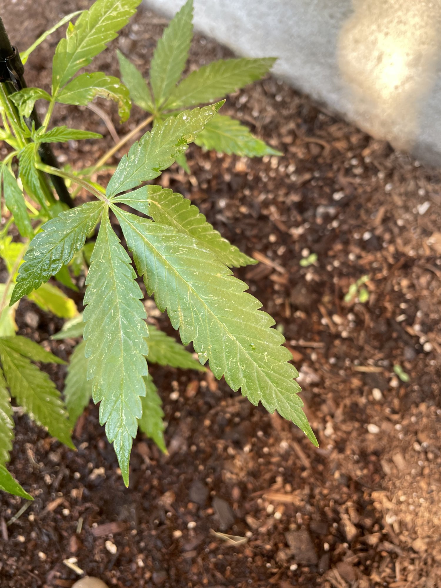 Whats wrong with my leaves 2