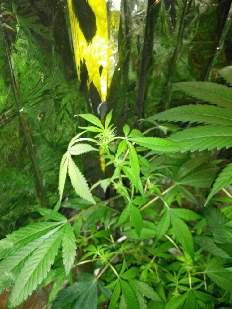 Whats wrong with my leaves 2