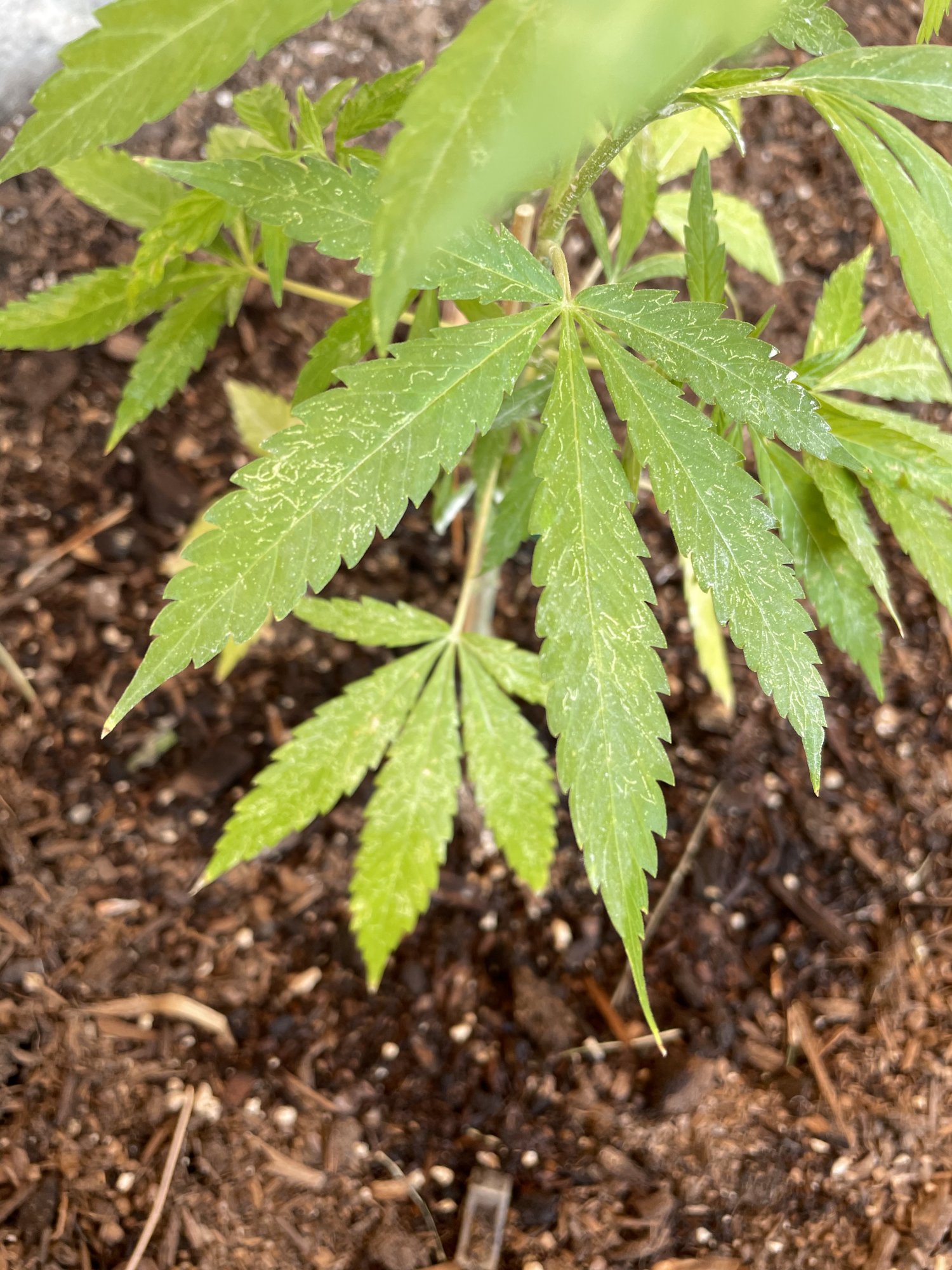Whats wrong with my leaves