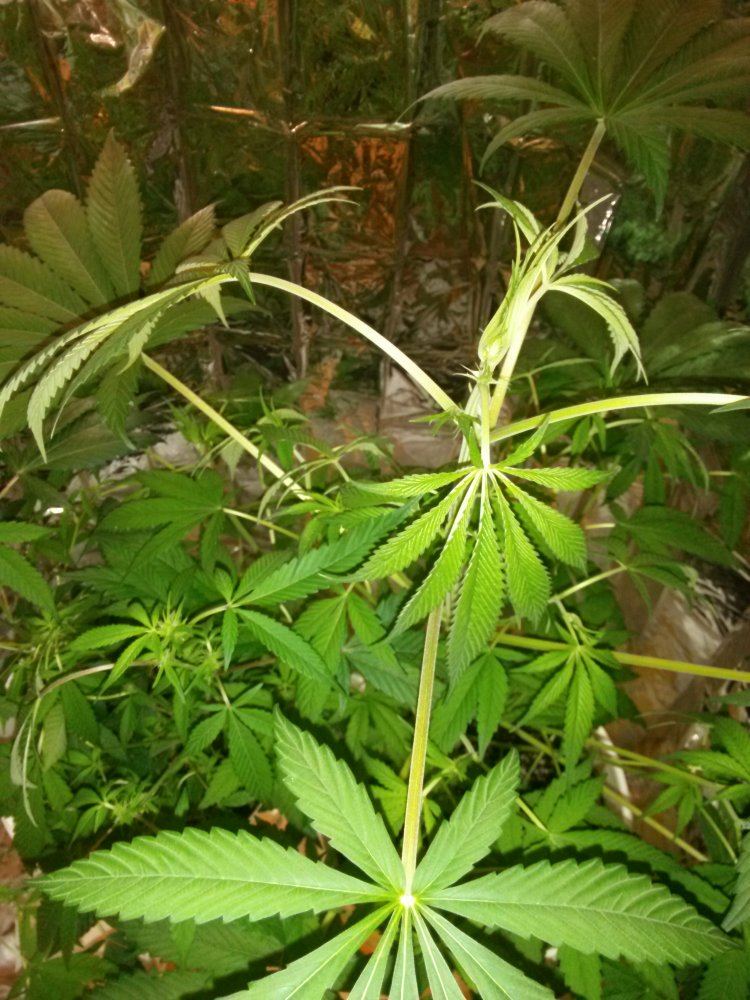 Whats wrong with my leaves
