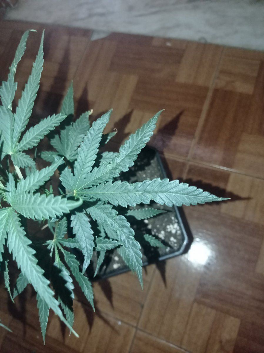 Whats wrong with my leaves they look alien 2