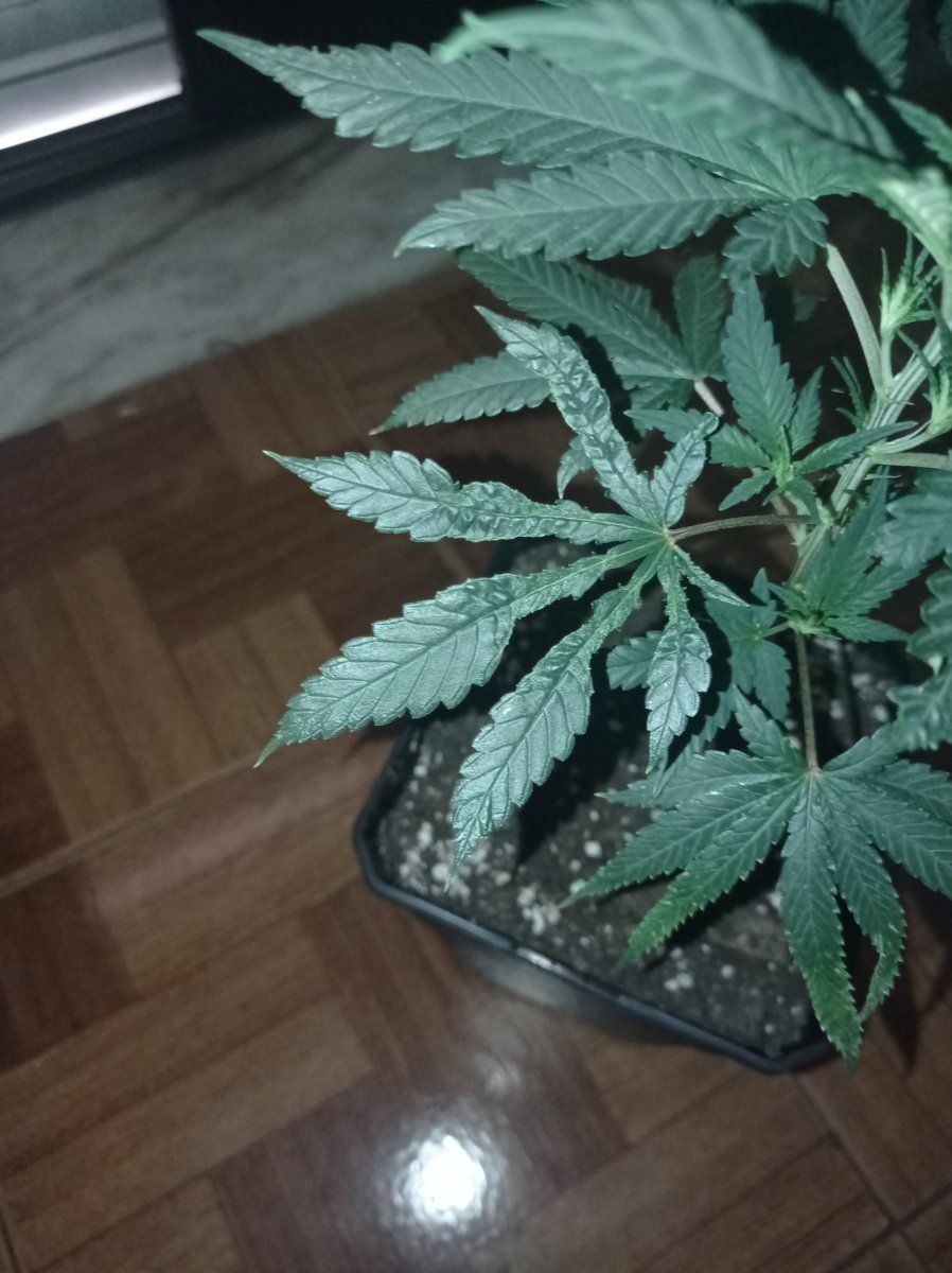 Whats wrong with my leaves they look alien 3