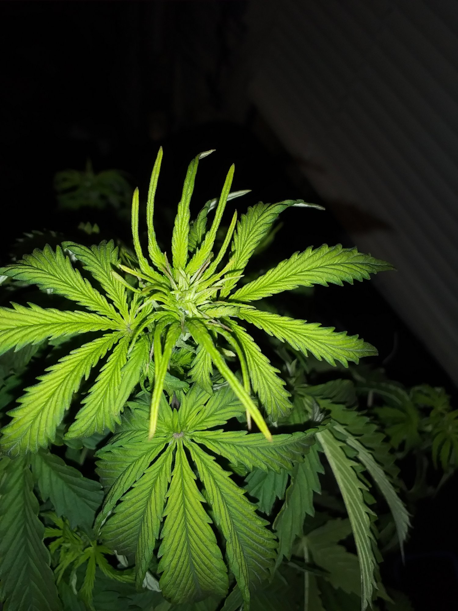 Whats wrong with my pineapple autoflower 3
