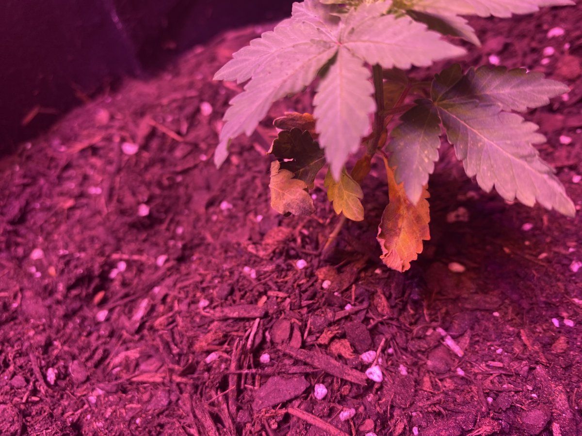 Whats wrong with my plant 2