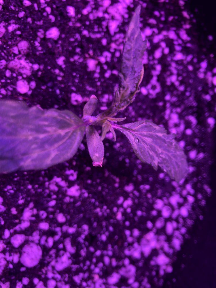 Whats wrong with my plant 2
