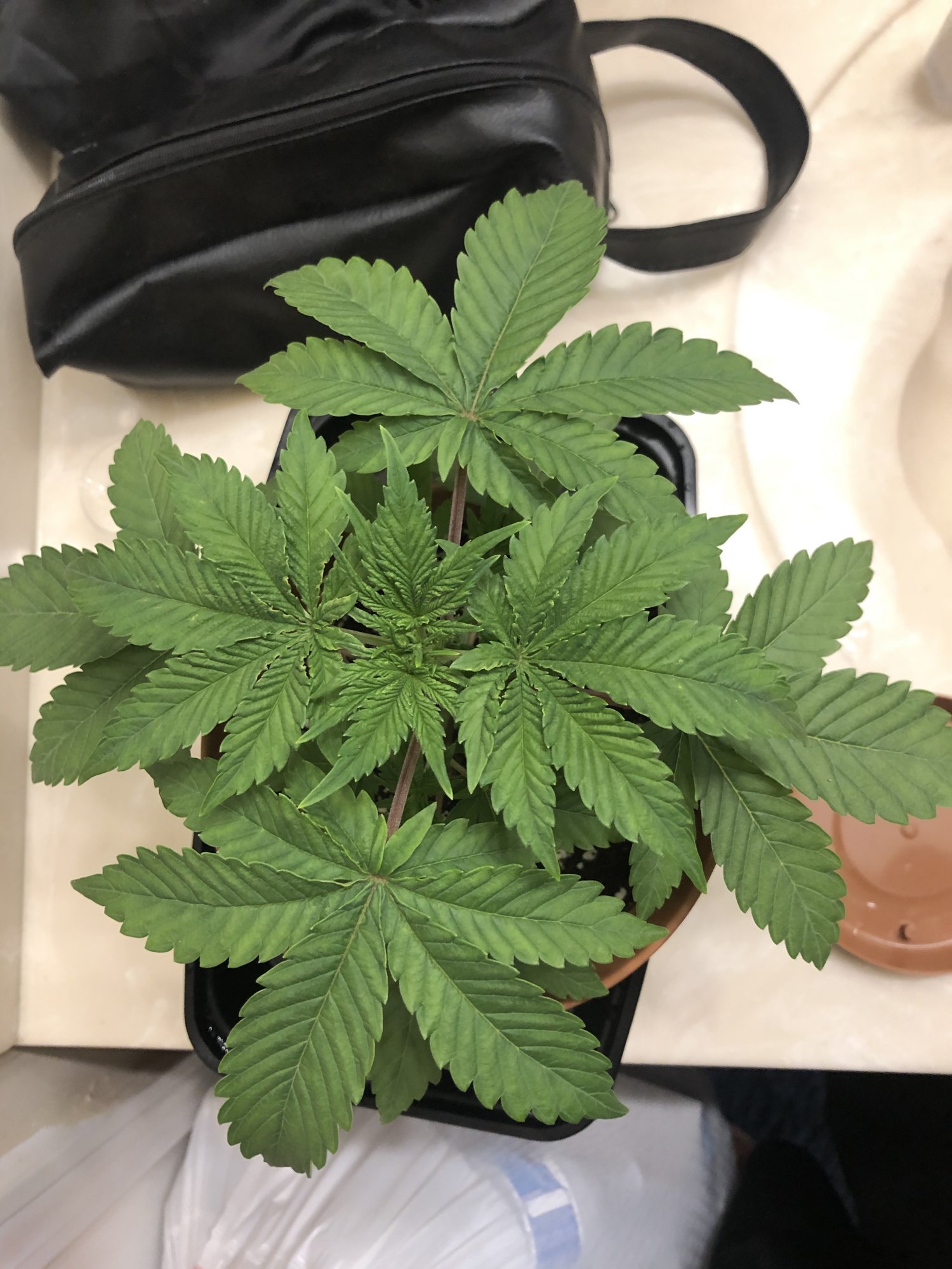 Whats wrong with my plant 3