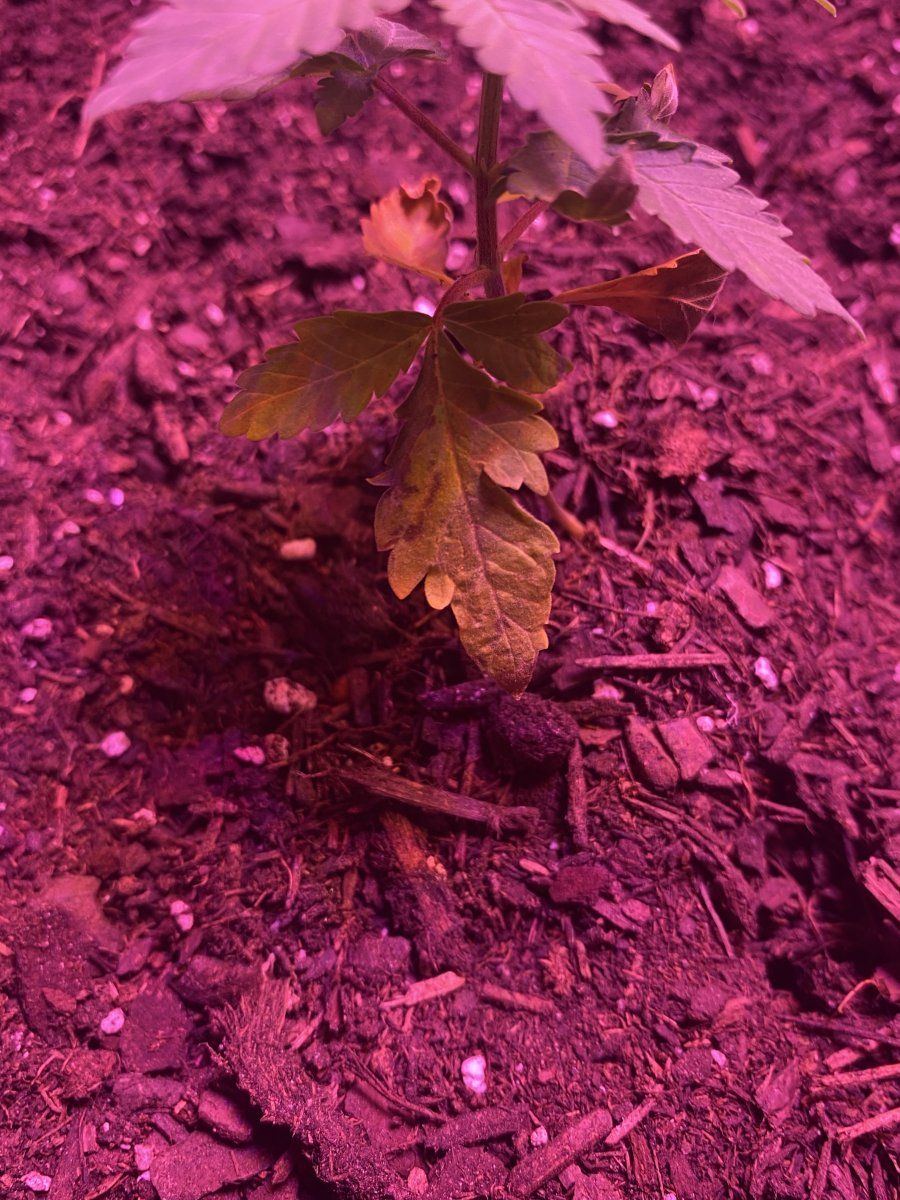 Whats wrong with my plant 3