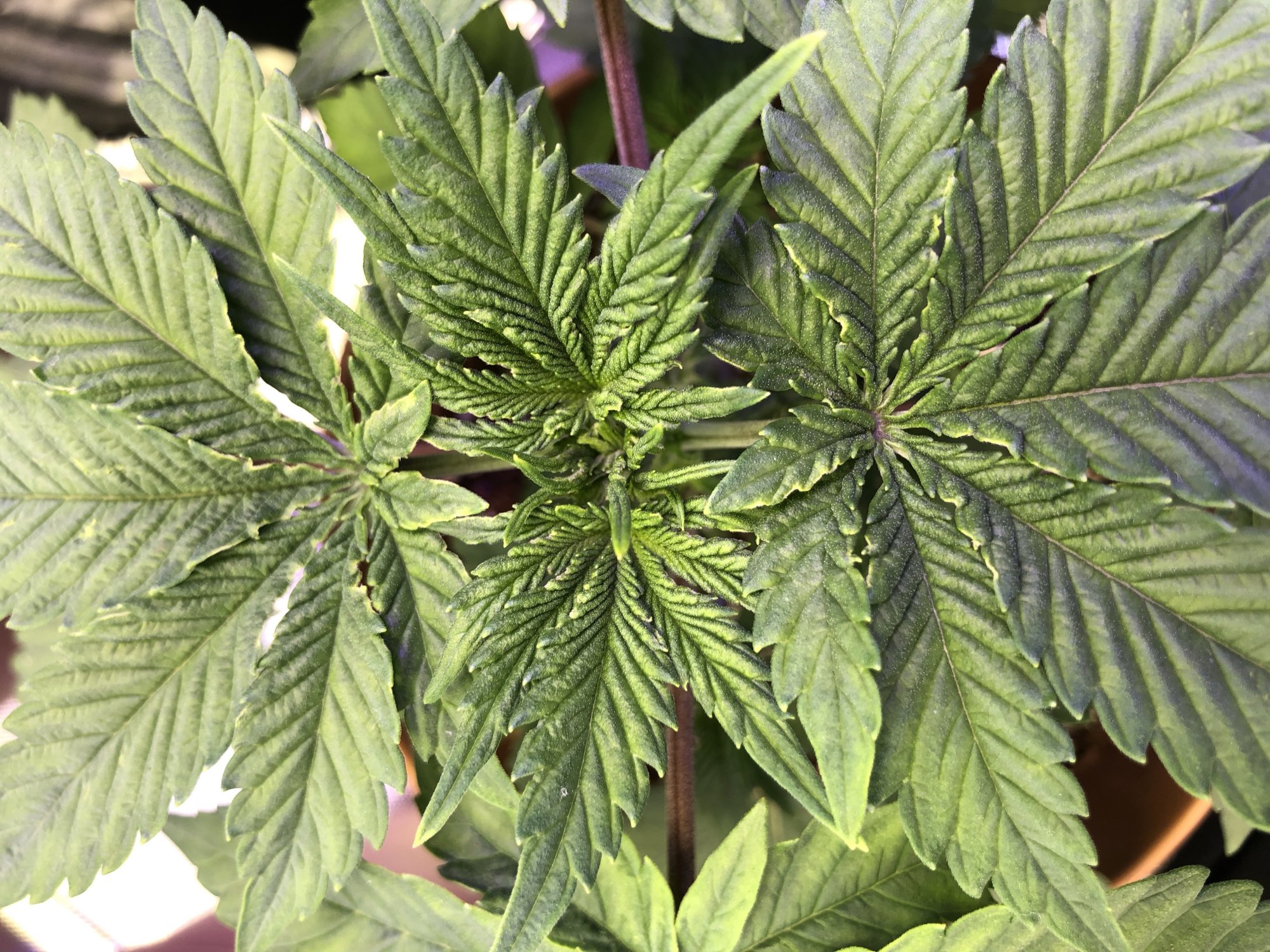 Whats wrong with my plant 4