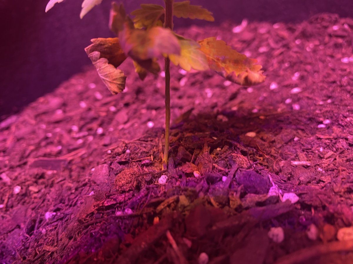 Whats wrong with my plant 4