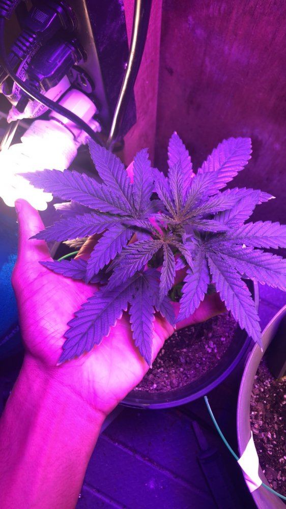 Whats wrong with my plant it was good a couple hours ago 2