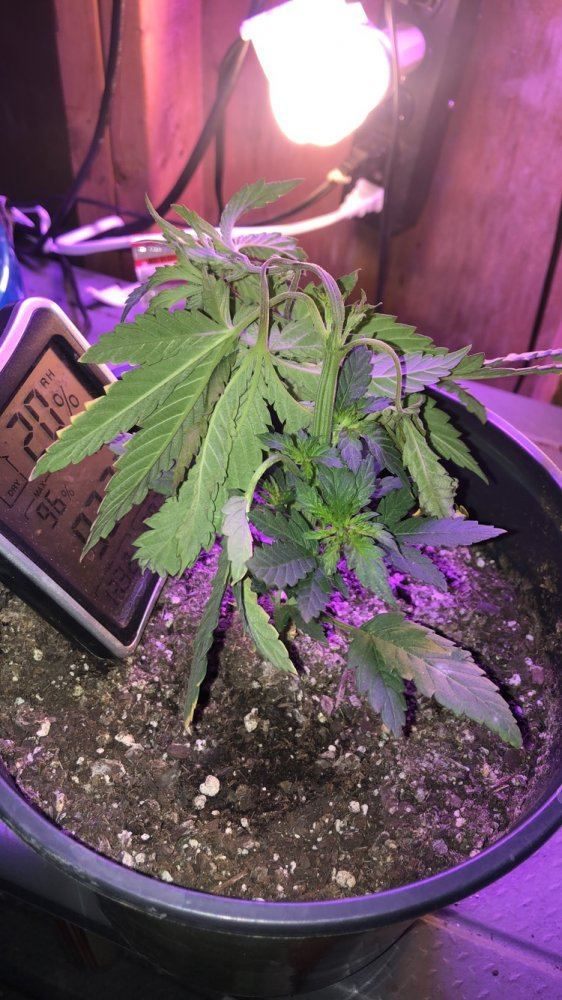 Whats wrong with my plant it was good a couple hours ago