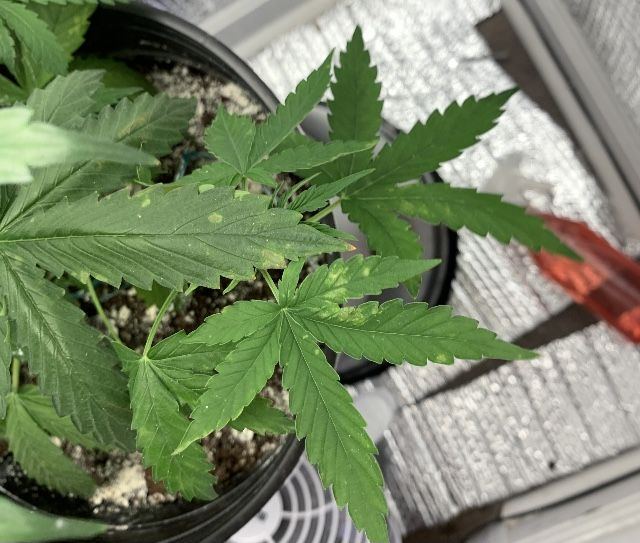 Whats wrong with my plant
