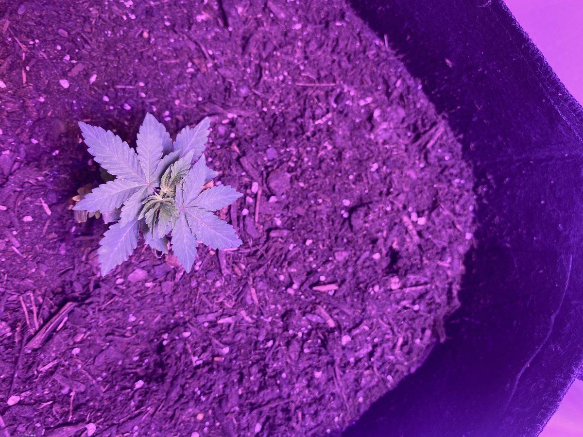 Whats wrong with my plant