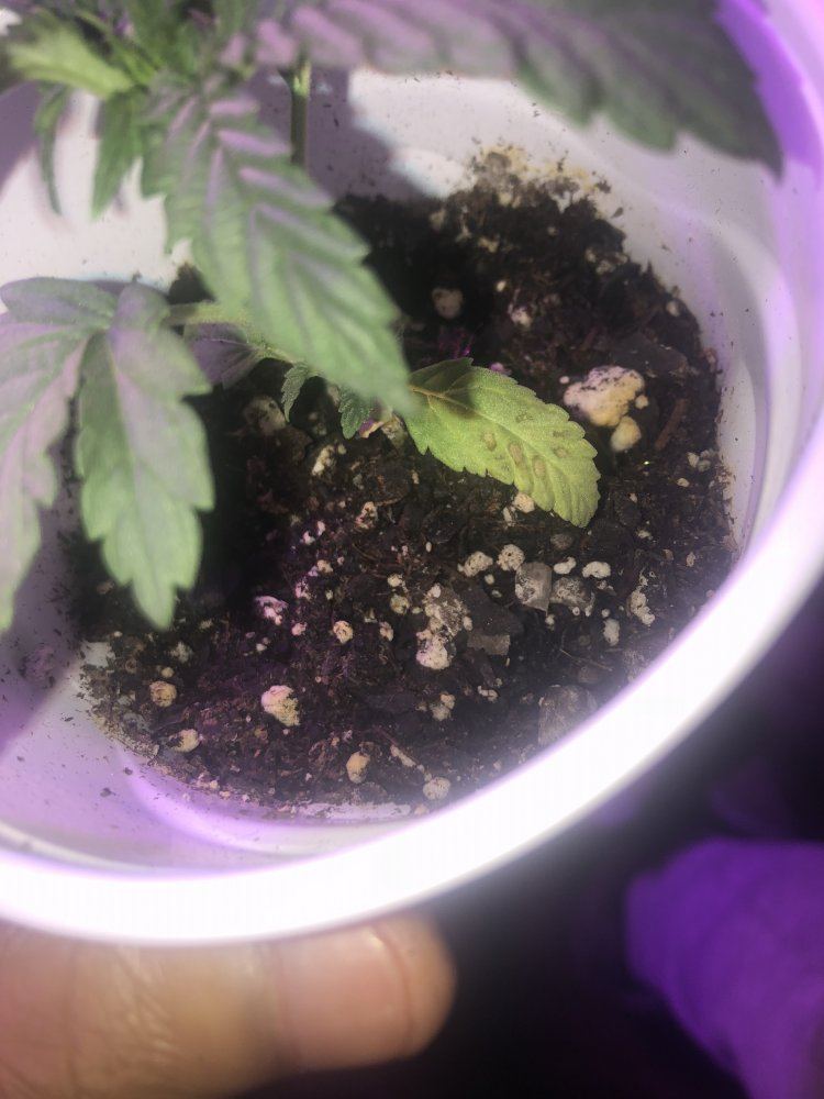 Whats wrong with my plant
