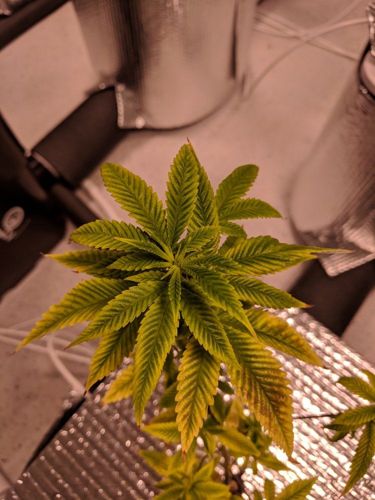 Whats wrong with my plants 12