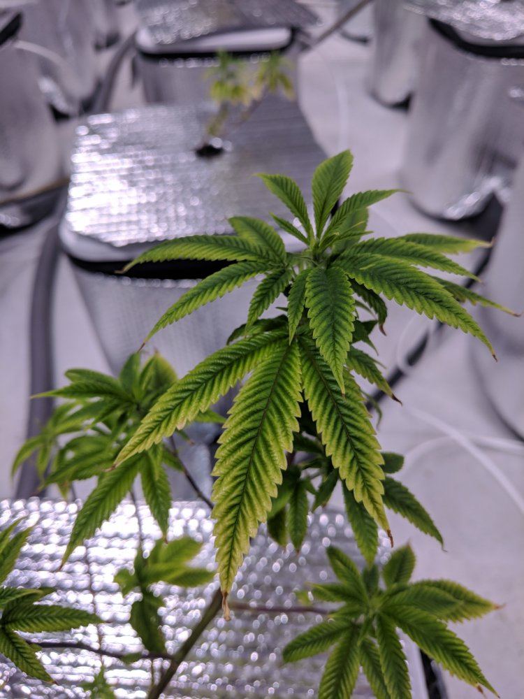 Whats wrong with my plants 18