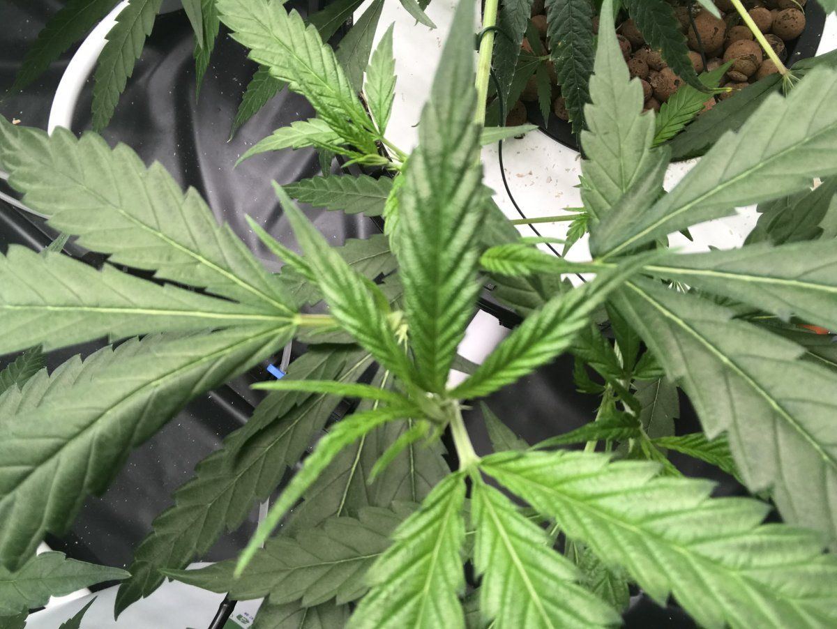 Whats wrong with my plants 2