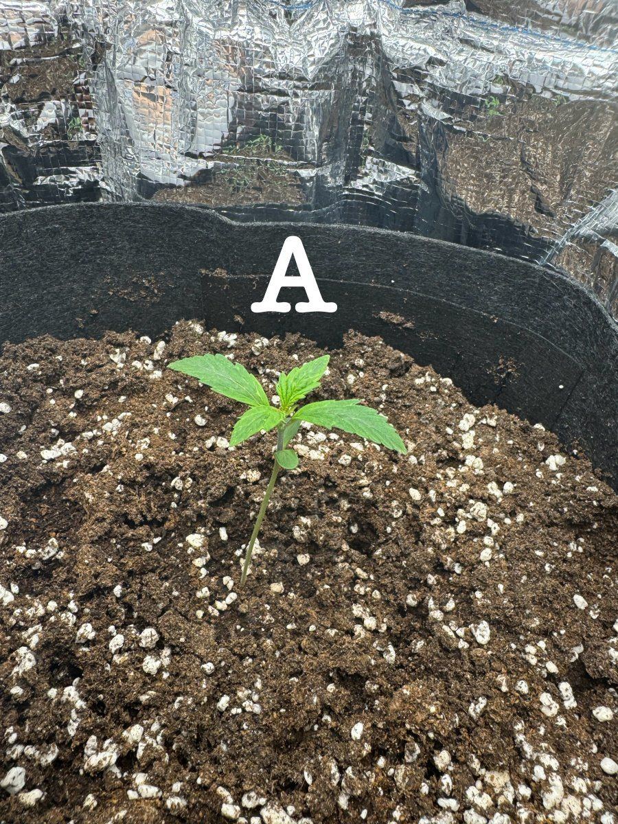 Whats wrong with my plants 2