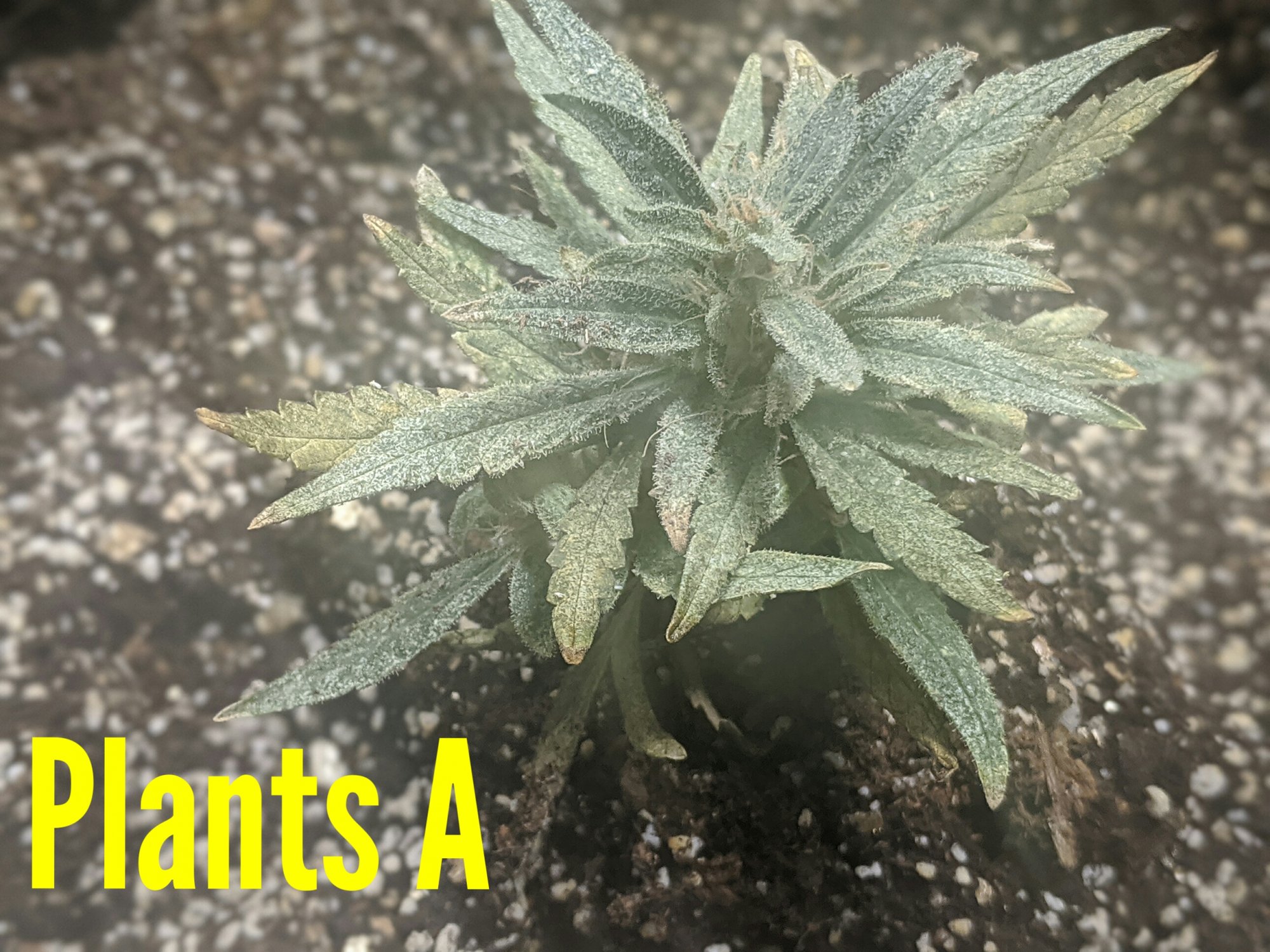 Whats wrong with my plants 2