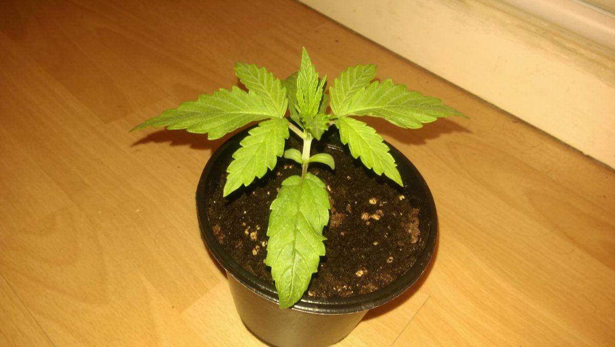 Whats wrong with my plants 4