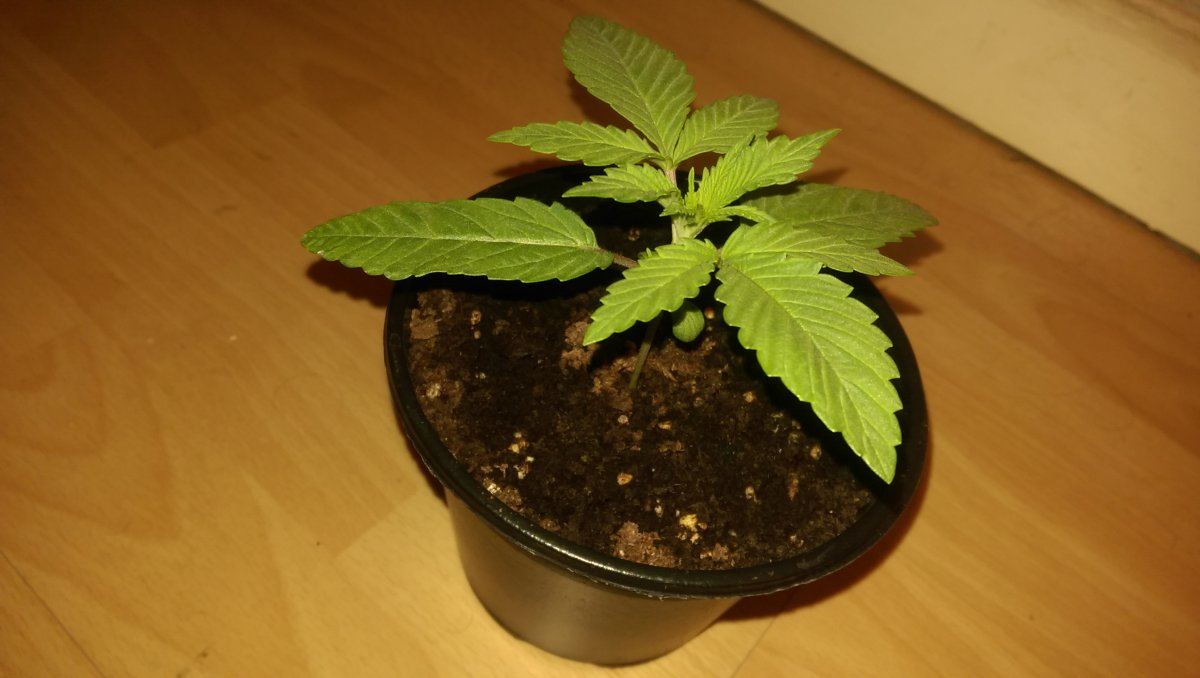 Whats wrong with my plants 6