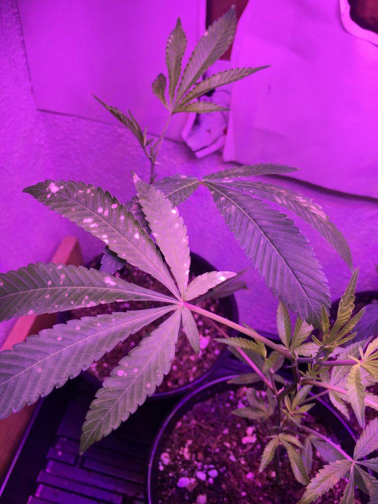 Whats wrong with my plants brown spots on leaves 2