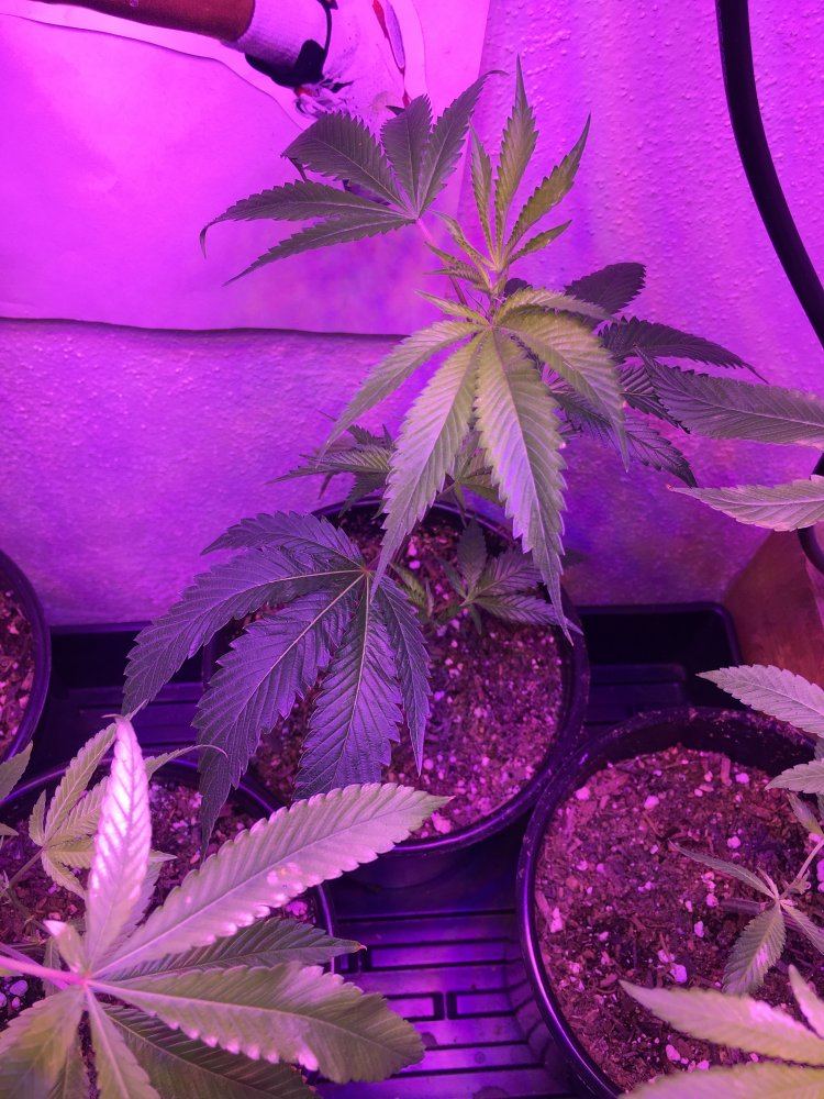 Whats wrong with my plants brown spots on leaves 4