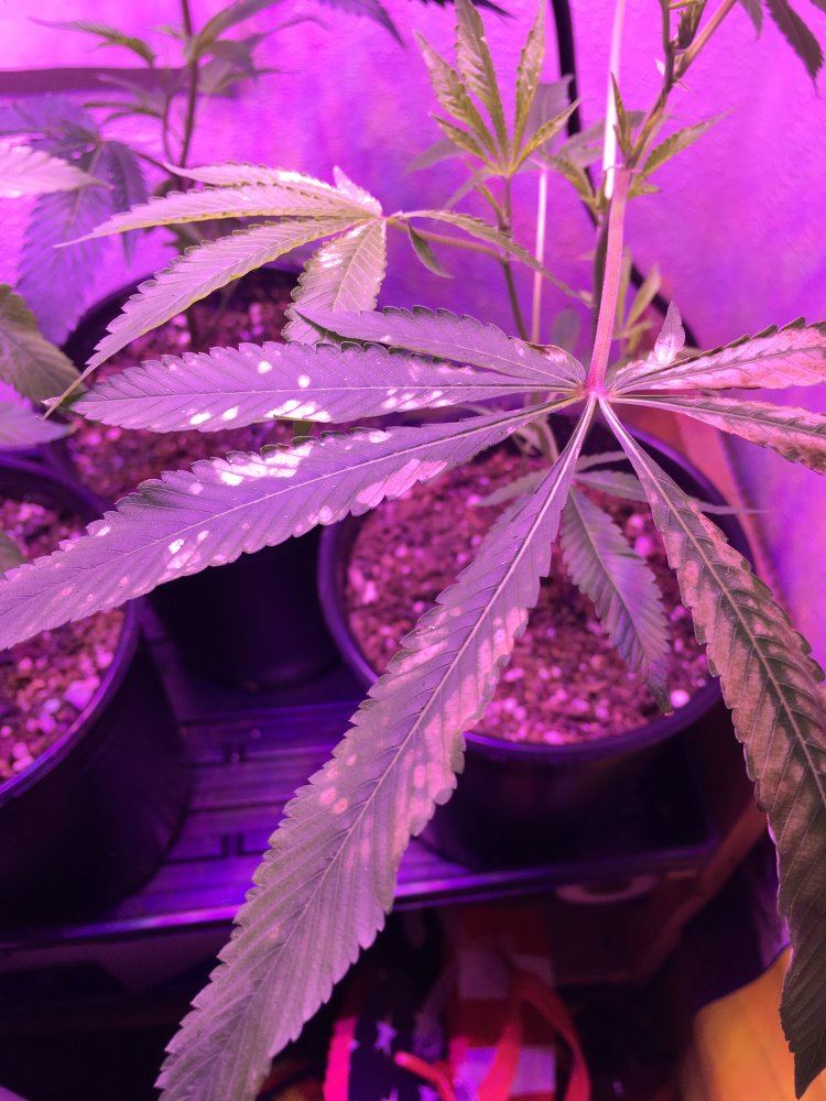 Whats wrong with my plants brown spots on leaves