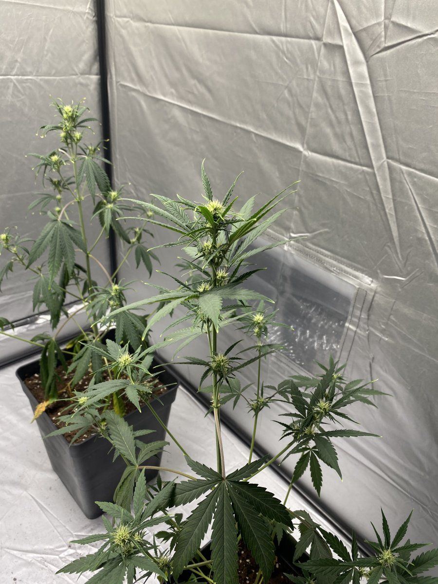 www.thcfarmer.com