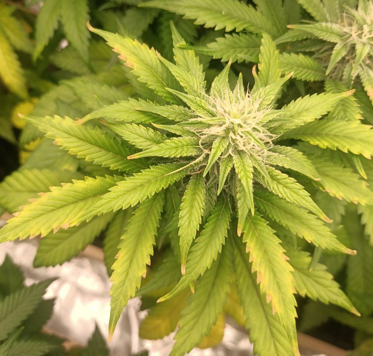 Whats wrong with my plants