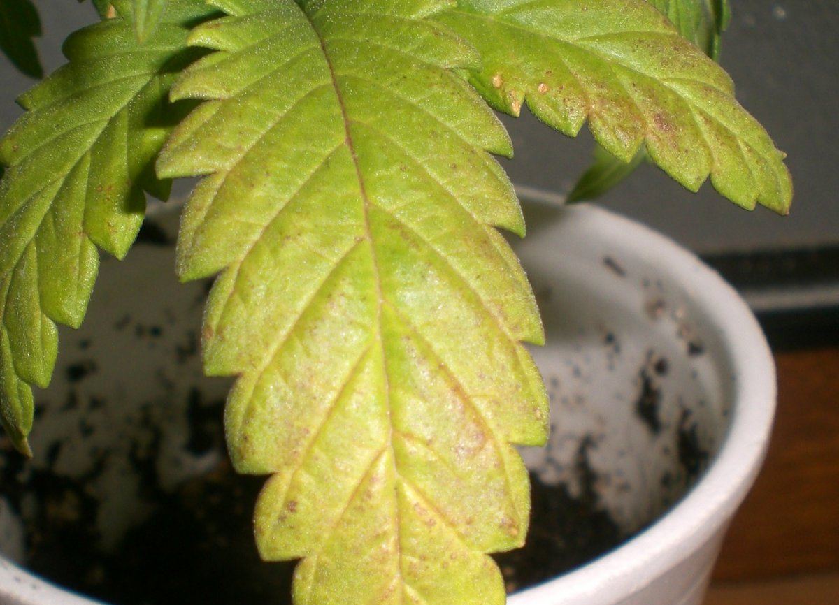 Whats wrong with my plants