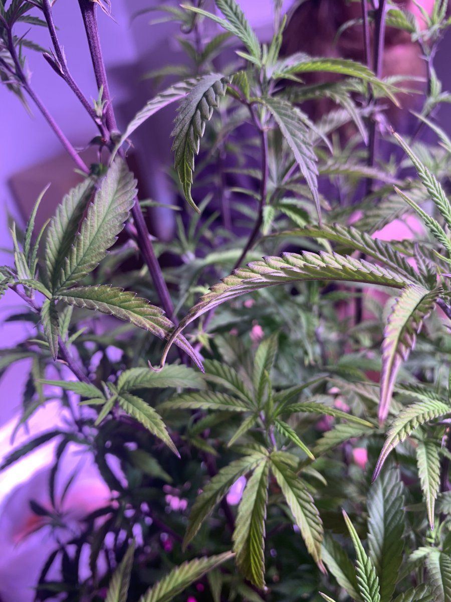 Whats wrong with my plants yellowing purple stems brown spots 3