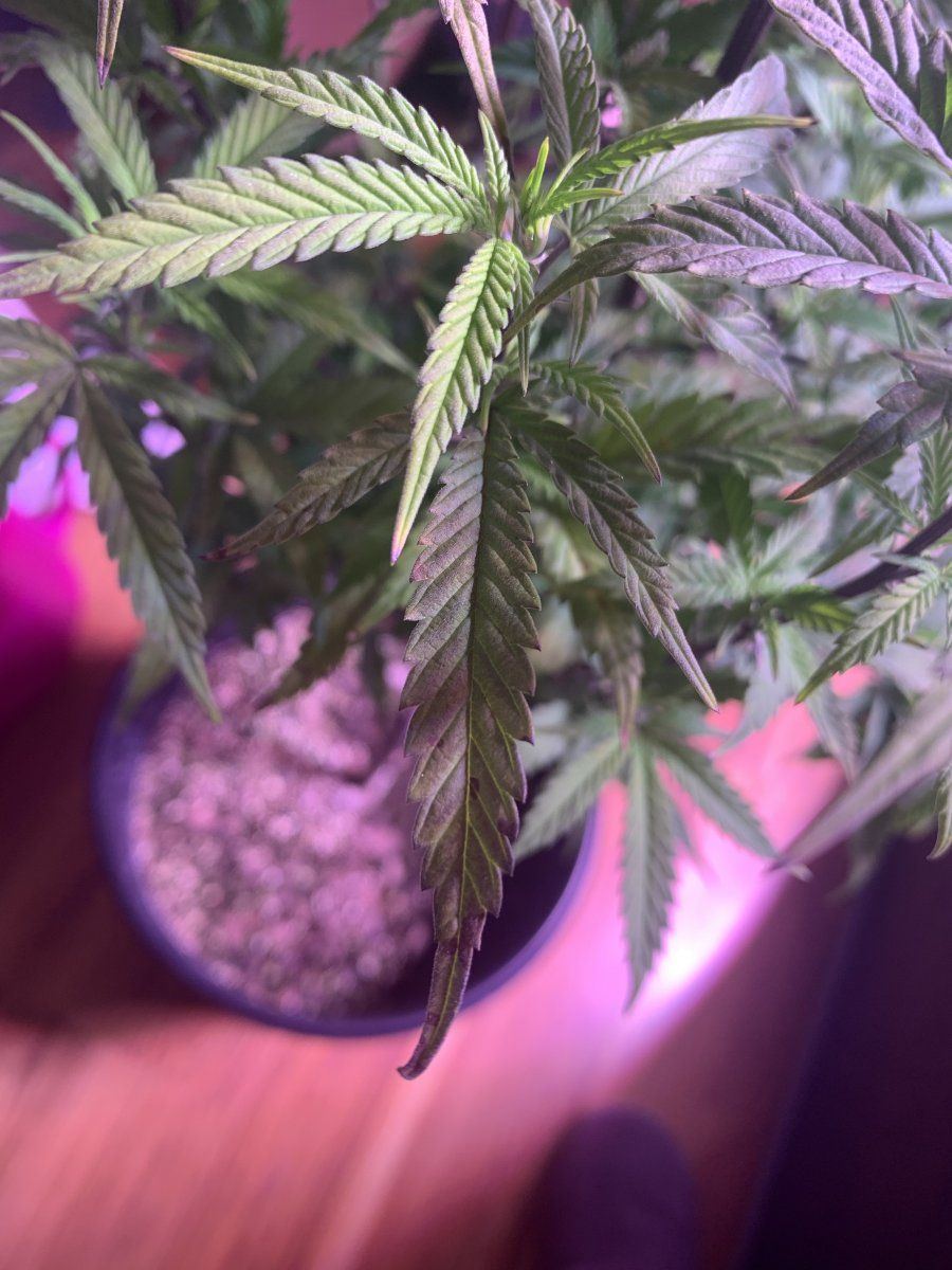 Whats wrong with my plants yellowing purple stems brown spots