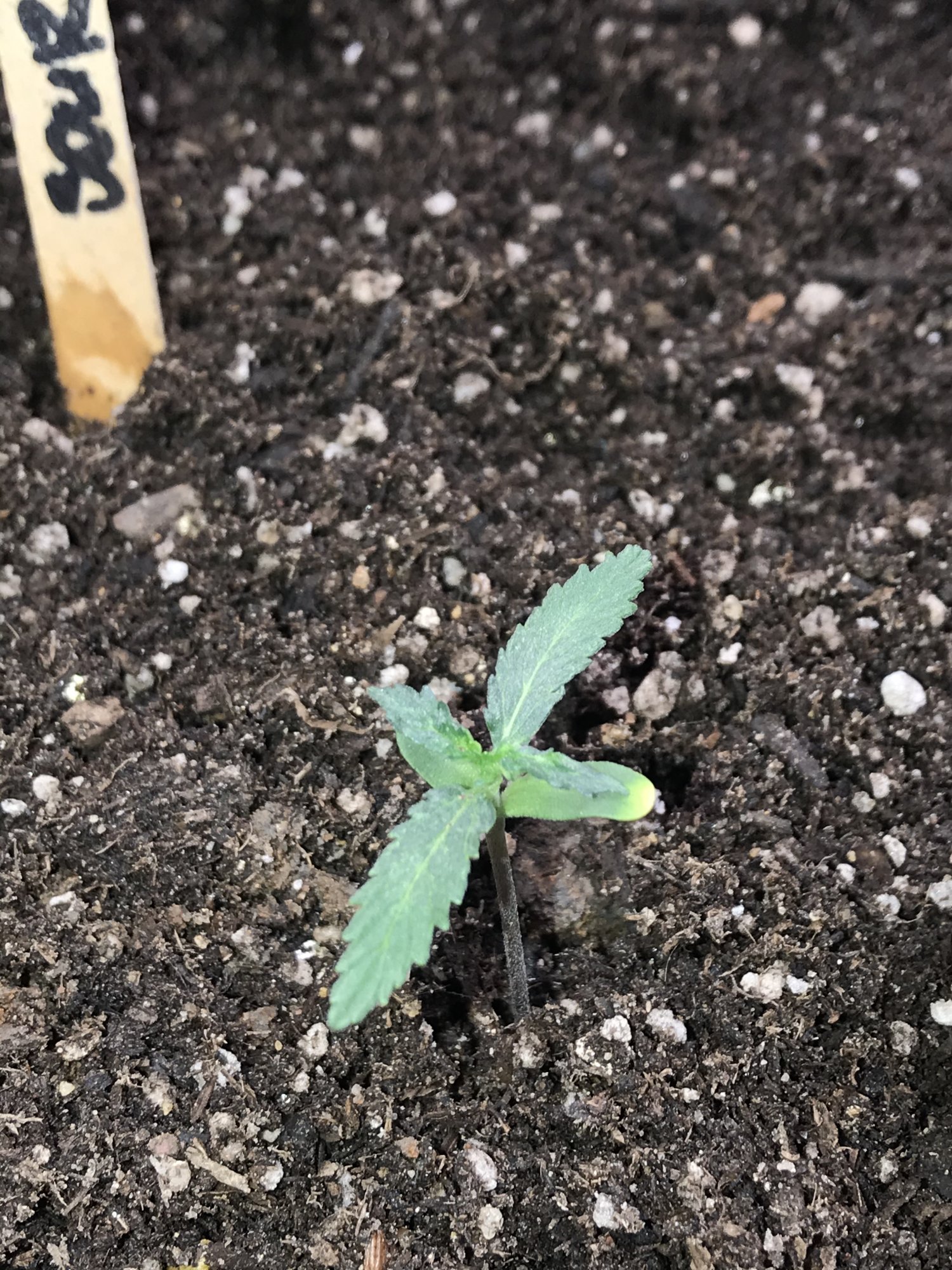 Whats wrong with my seedling