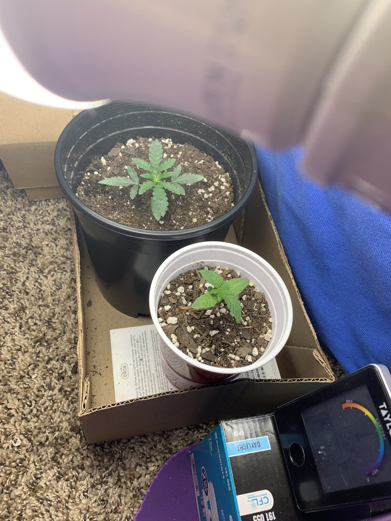 Whats wrong with my seedlings 10