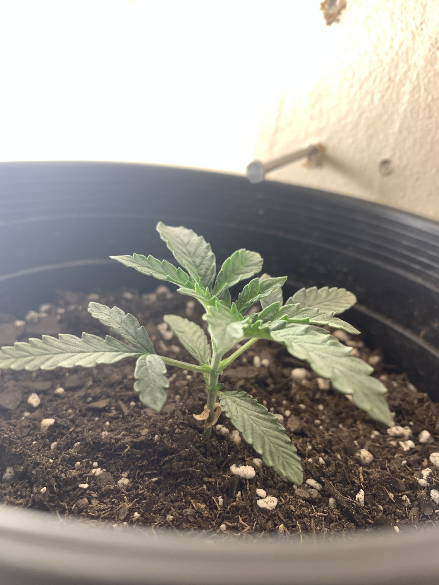 Whats wrong with my seedlings 11