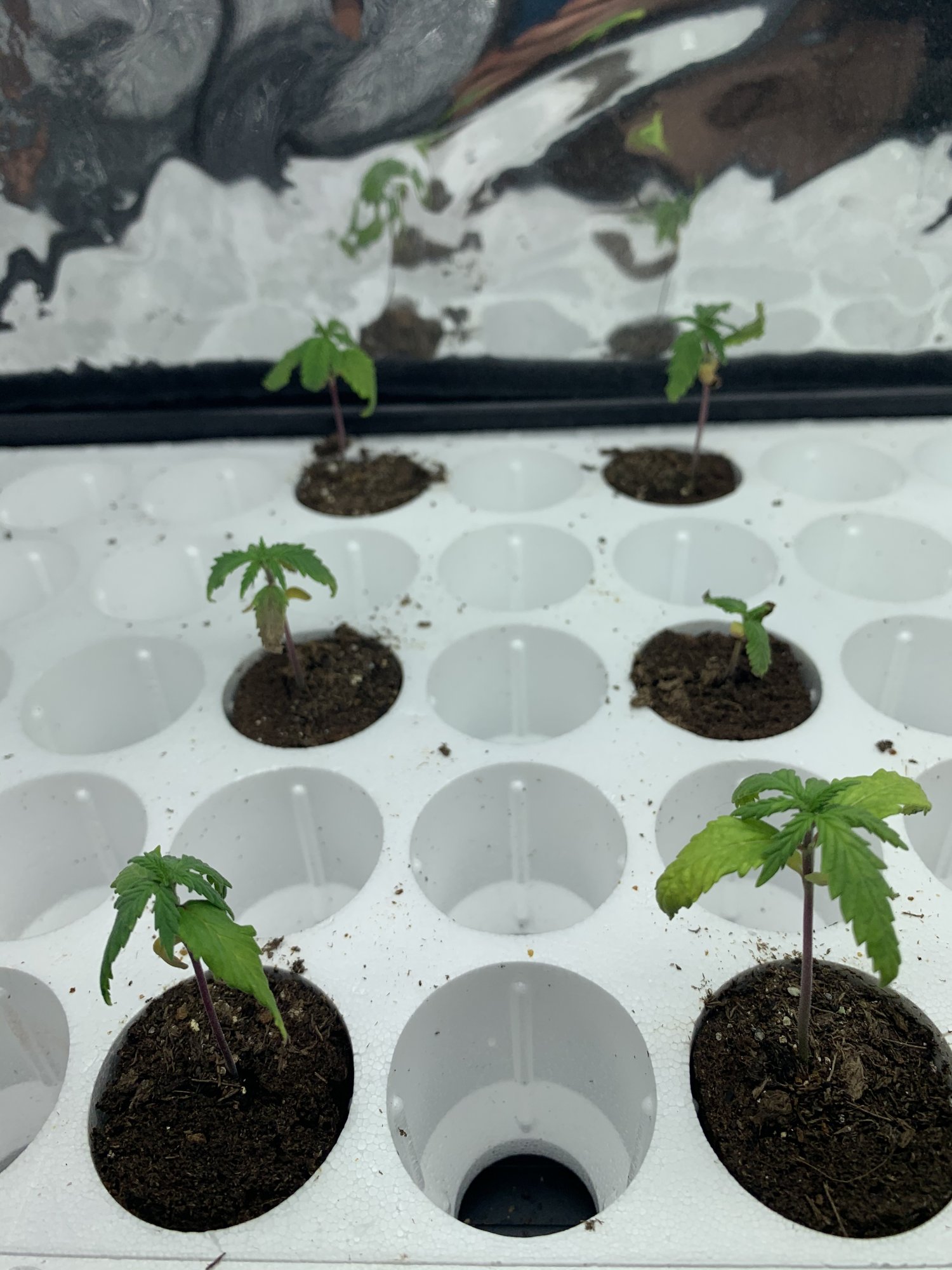 Whats wrong with my seedlings 2