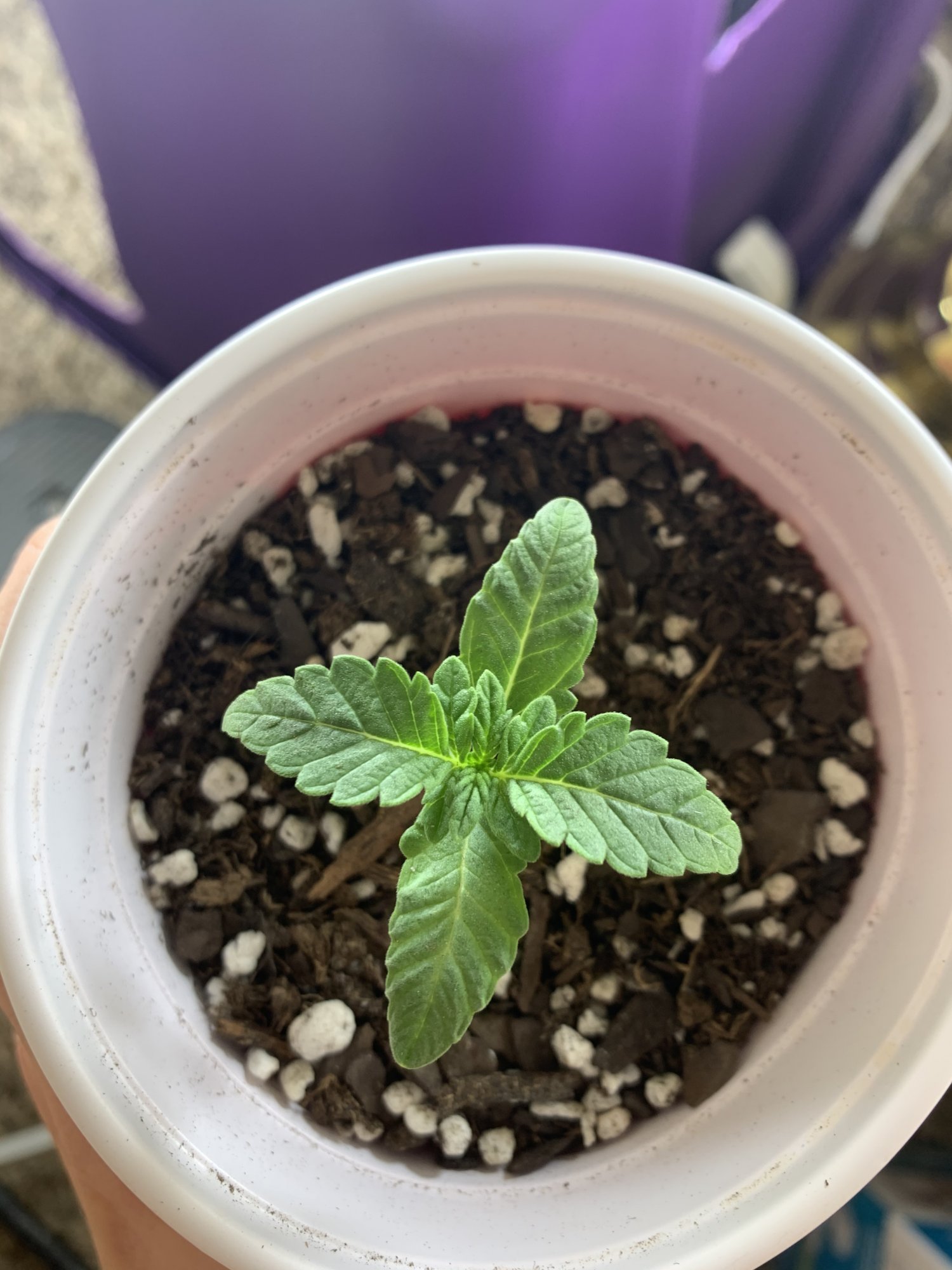 Whats wrong with my seedlings 4