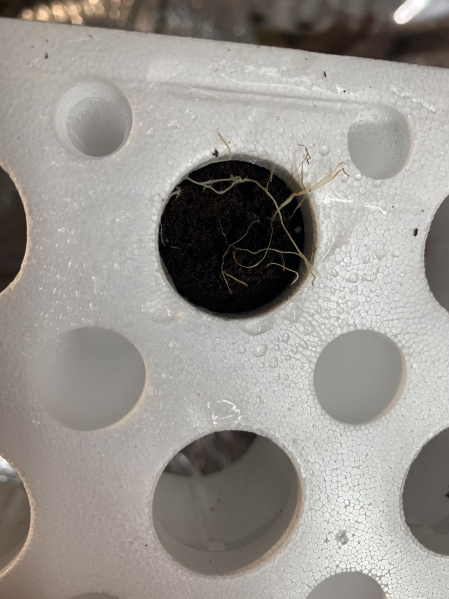 Whats wrong with my seedlings 6