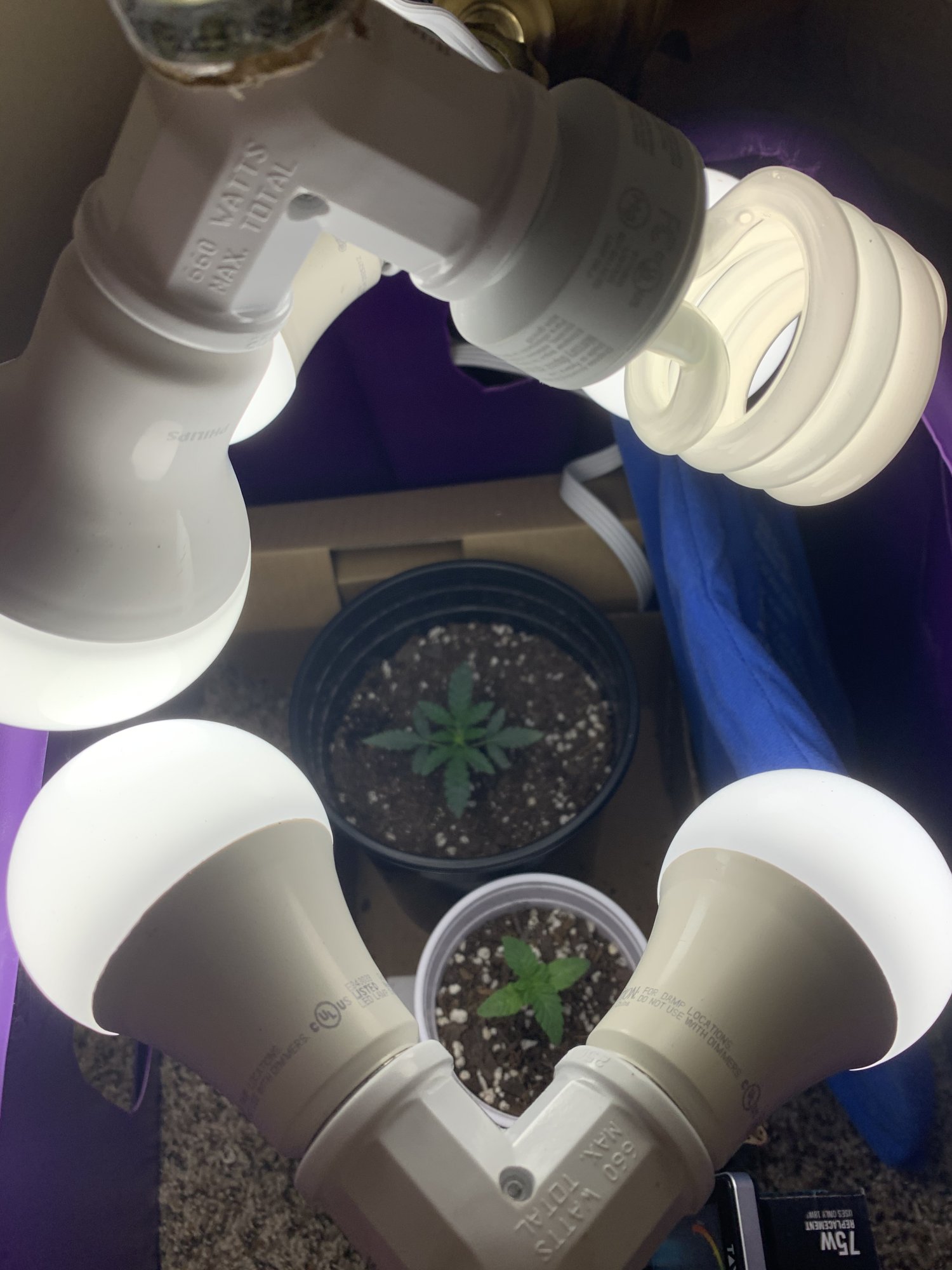 Whats wrong with my seedlings 8