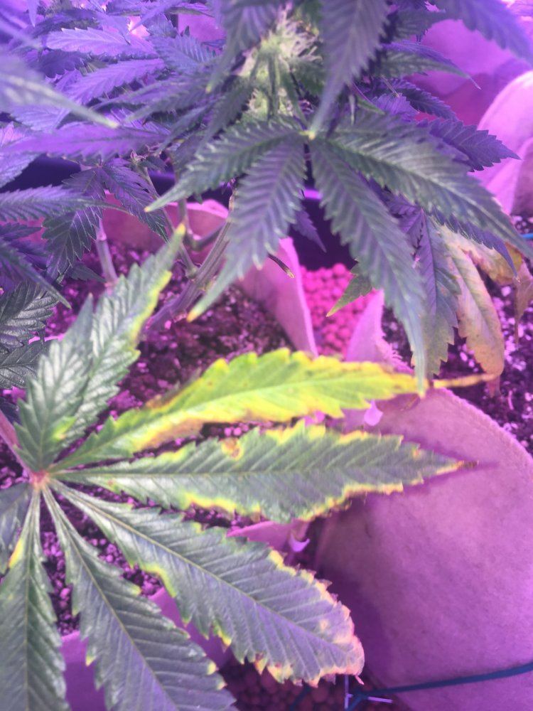 Whats wrong with these leaves 2