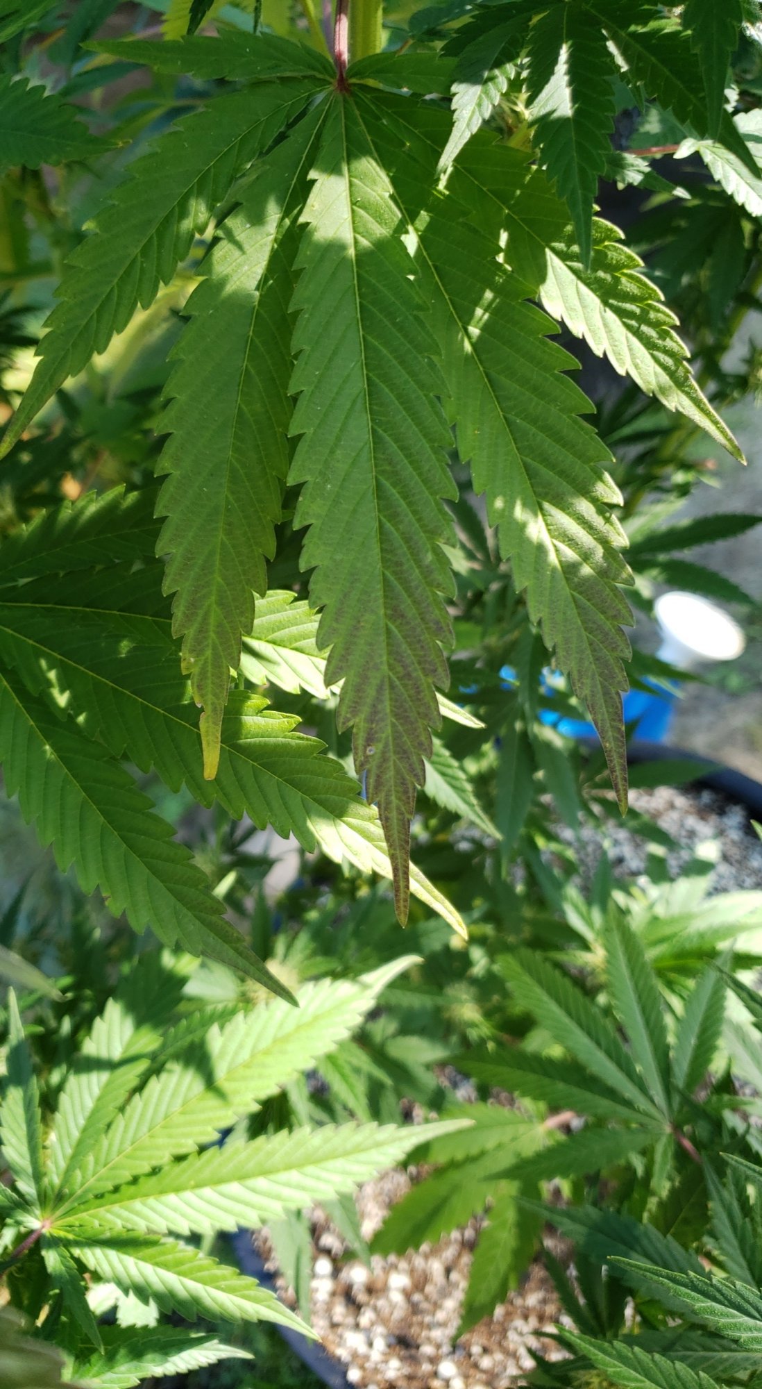 Whats wrong with these leaves 3