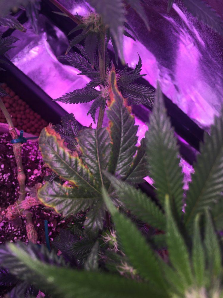 Whats wrong with these leaves 4