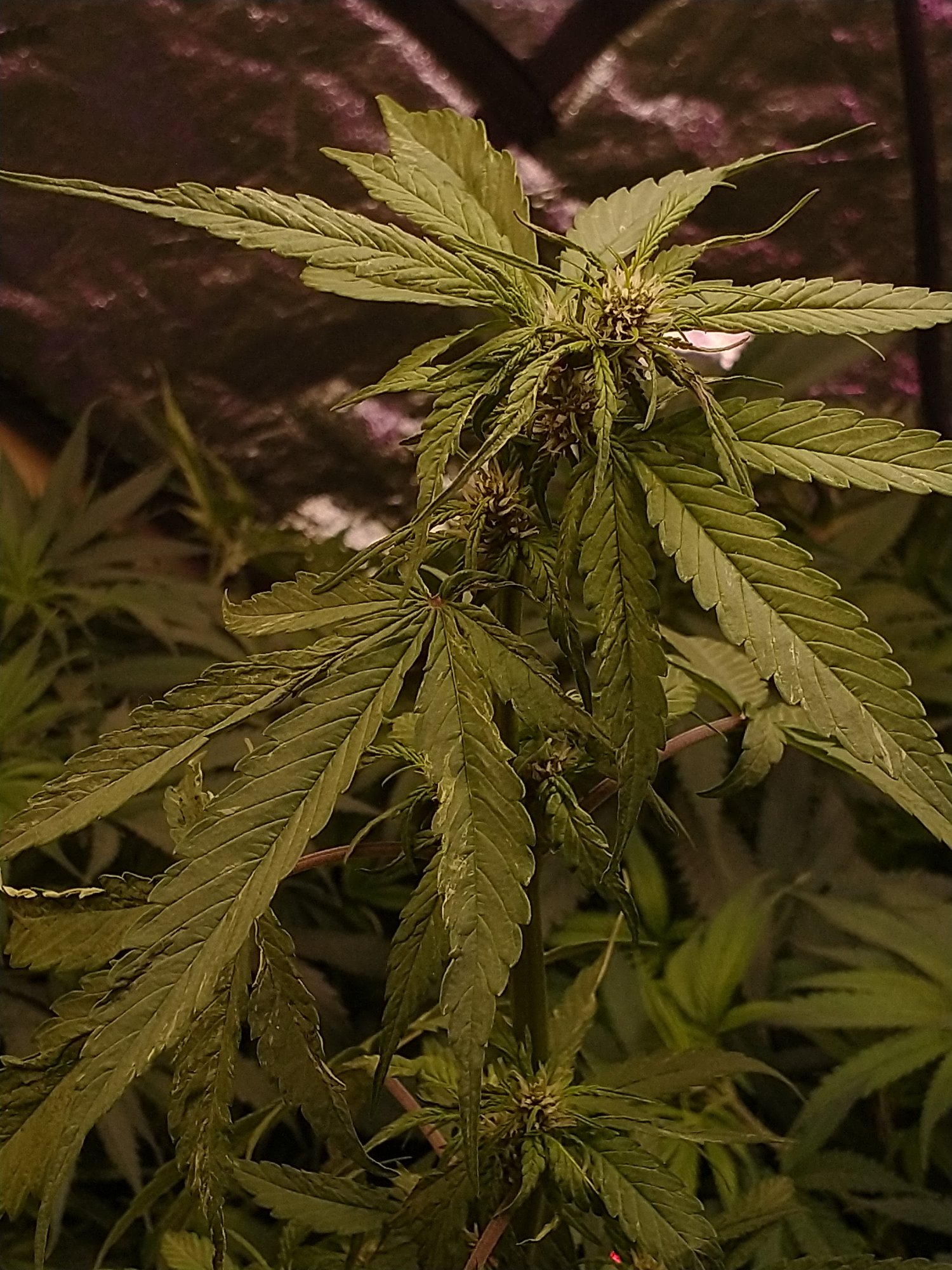 Whats wrong with these leaves 4