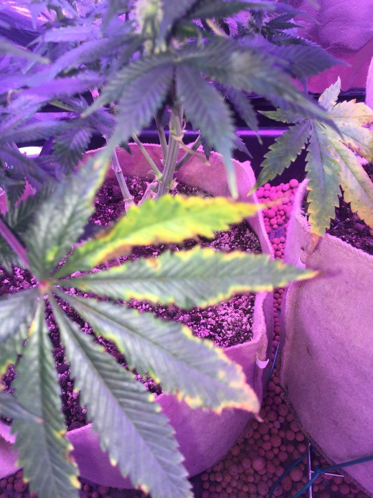 Whats wrong with these leaves 7
