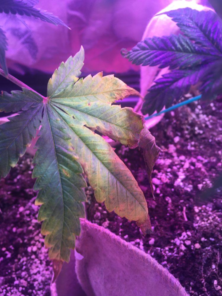 Whats wrong with these leaves 8