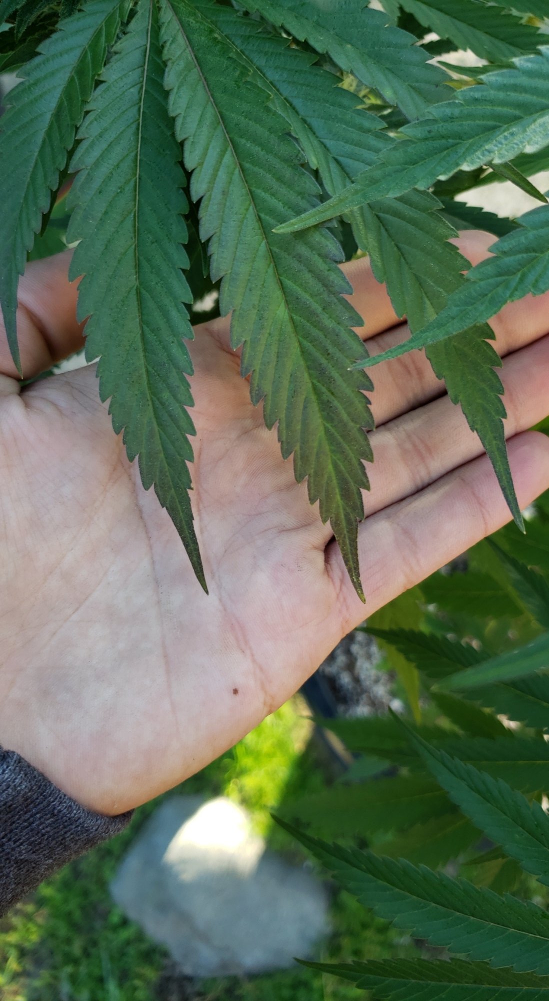 Whats wrong with these leaves