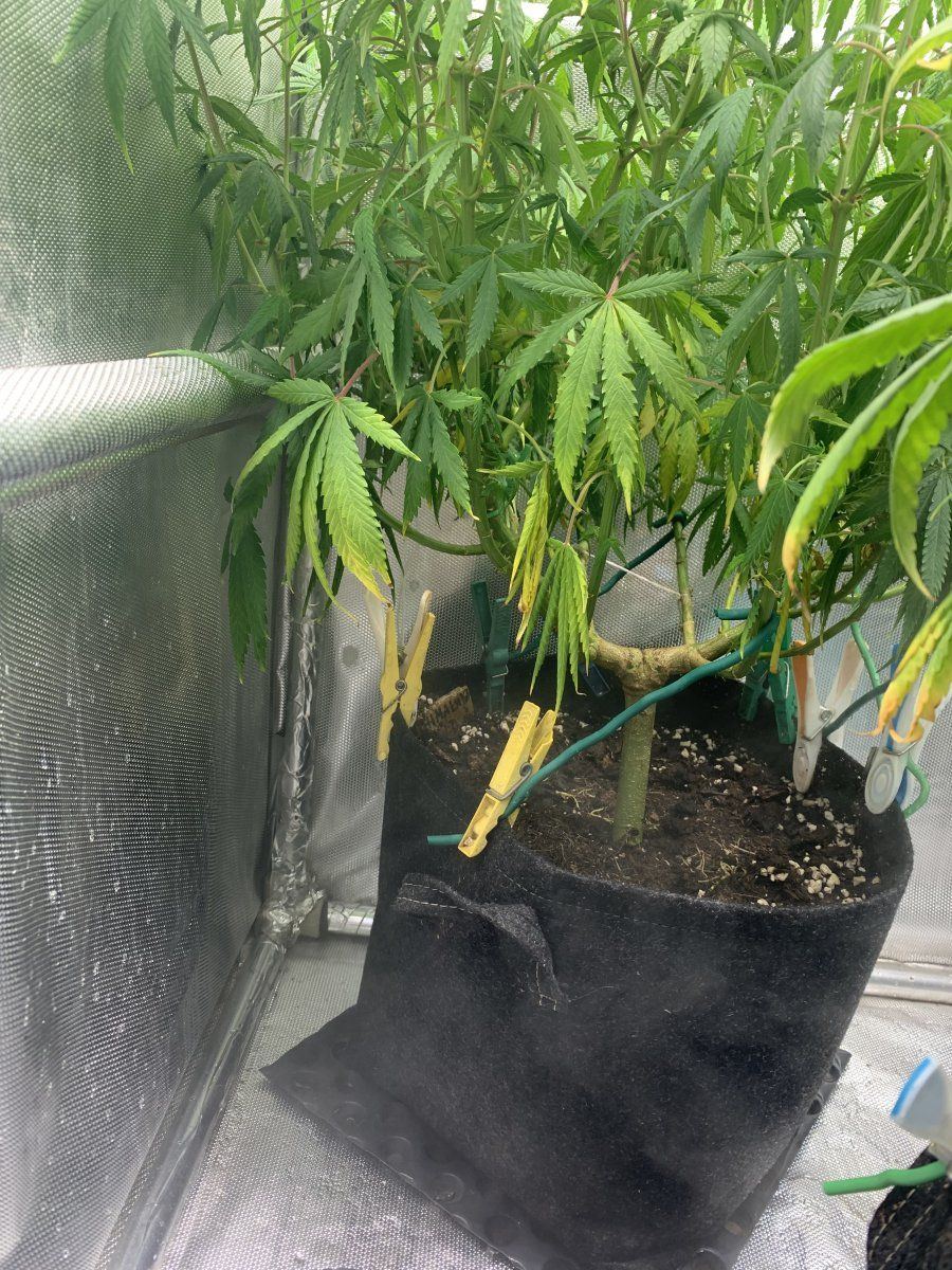 Whats wrong with these plants bright green leafs and dropping yellow leafs at bottom  pls help 2