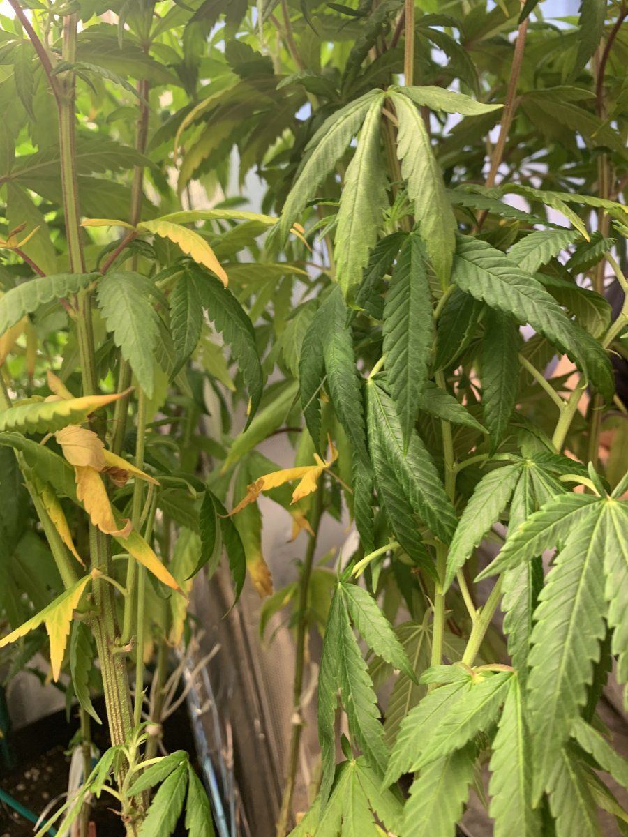 Whats wrong with these plants bright green leafs and dropping yellow leafs at bottom  pls help 7
